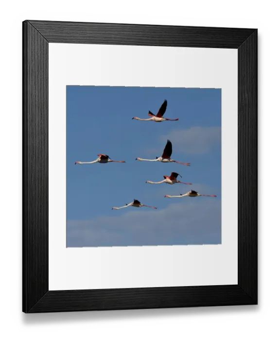 Framed Print : Greater flamingo (Phoenicopterus ruber) flock in flight, Pont de Gau, Camargue, France Framed Print : Greater flamingo (Phoenicopterus ruber) flock in flight, Pont de Gau, Camargue, France