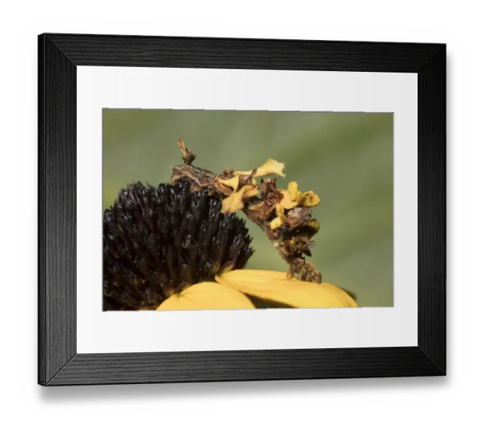 Framed Print : Wavy-lined emerald moth caterpillar (Synchlora aerata) which camouflages itself by Framed Print : Wavy-lined emerald moth caterpillar (Synchlora aerata) which camouflages itself by