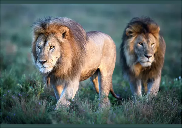 RF - Lions (Panthera leo) - two brothers patrolling territorial boundary