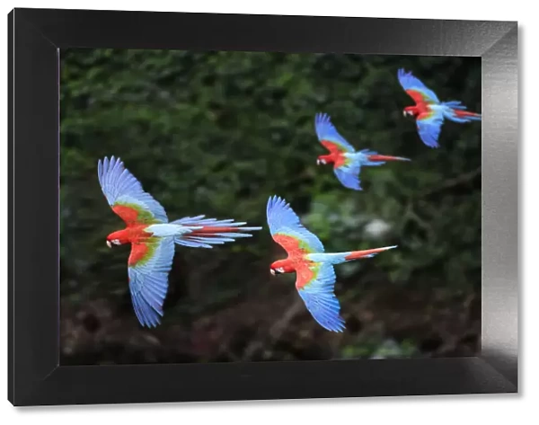 RF - Four colourful Red-and-green macaws or Green-winged macaws (Ara chloropterus