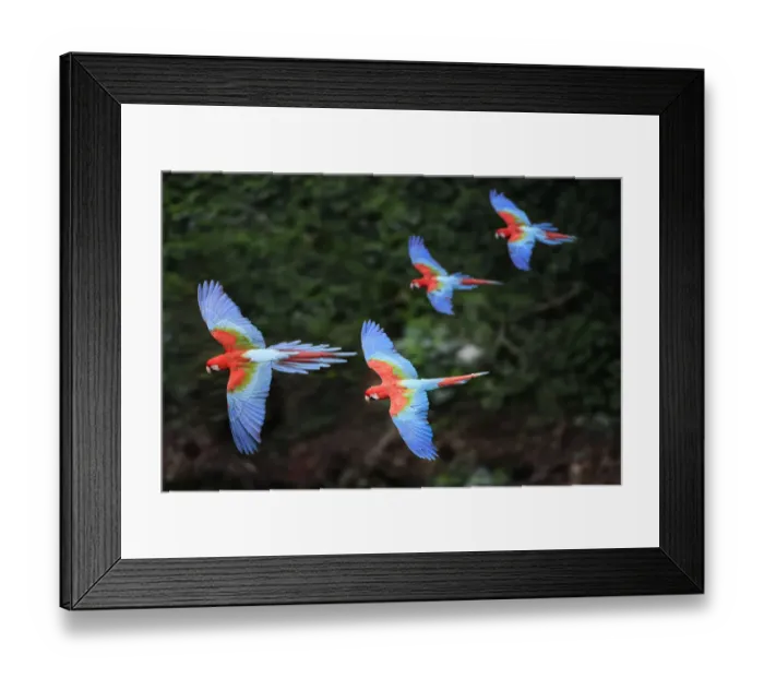 Framed Print : RF - Four colourful Red-and-green macaws or Green-winged macaws (Ara chloropterus Framed Print : RF - Four colourful Red-and-green macaws or Green-winged macaws (Ara chloropterus