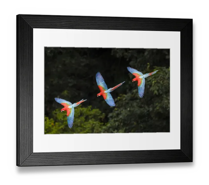 Framed Print : RF -Three colourful Red-and-green macaws (Ara chloropterus) in flight over forest canopy Framed Print : RF -Three colourful Red-and-green macaws (Ara chloropterus) in flight over forest canopy
