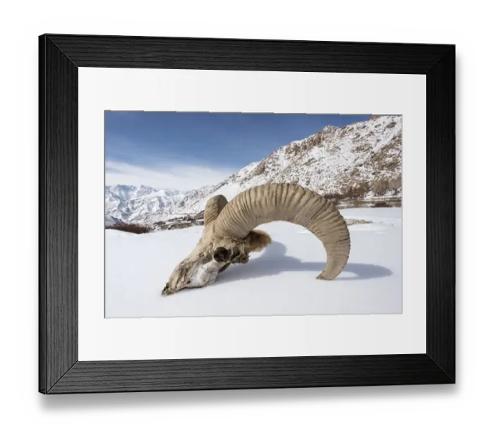 Framed Print : Skull of male Urial sheep (Ovis vignei) on snow covered slope. Himalayas near Ulley Framed Print : Skull of male Urial sheep (Ovis vignei) on snow covered slope. Himalayas near Ulley