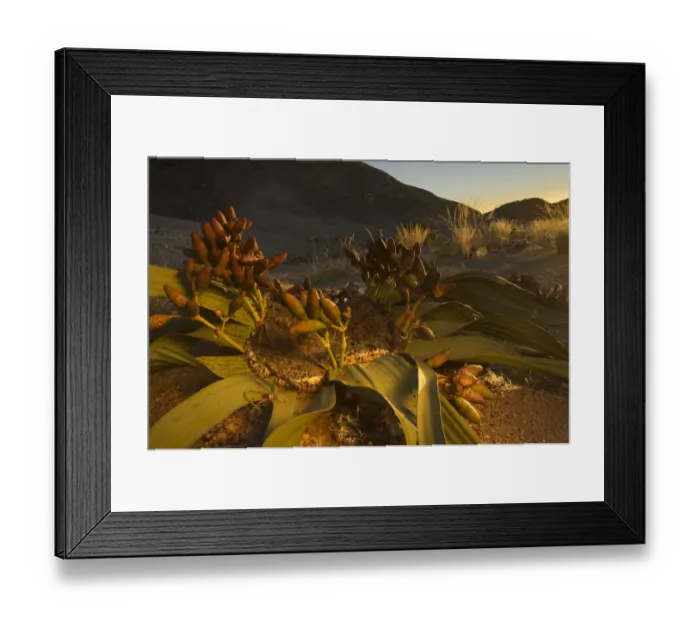 Framed Print : Welwitschia (Welwitschia mirabilis) female plant with cones at sunset, Namib Naukluft National Park