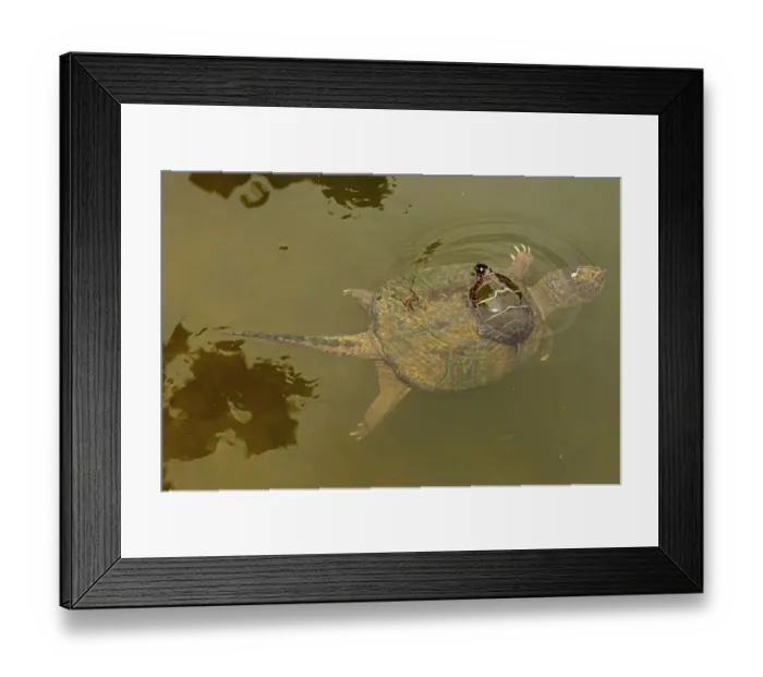 Framed Print : Snapping turtle (Chelydra serpentina) with Painted turtle (Chrysemys picta) feeding Framed Print : Snapping turtle (Chelydra serpentina) with Painted turtle (Chrysemys picta) feeding