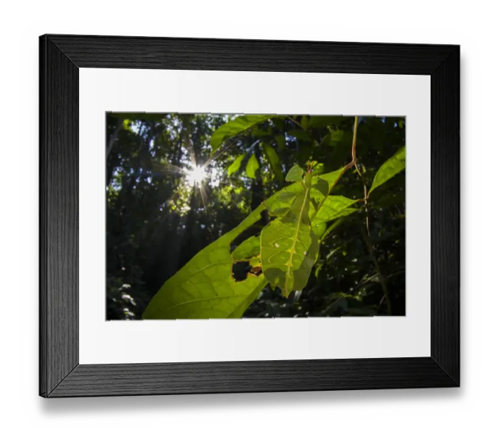 Framed Print : Leaf insect (Phyllium sp. ) camouflaged in rainforest, Mulu National Park, Borneo Framed Print : Leaf insect (Phyllium sp. ) camouflaged in rainforest, Mulu National Park, Borneo