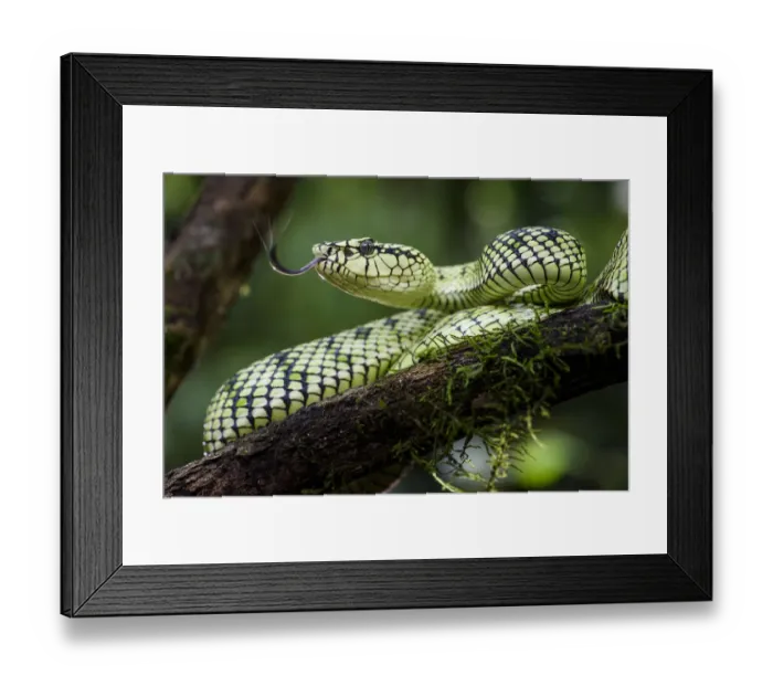 Framed Print : Sumatran pit viper (Trimeresurus sumatranus) female in rain forest understorey. Danum Valley Framed Print : Sumatran pit viper (Trimeresurus sumatranus) female in rain forest understorey. Danum Valley