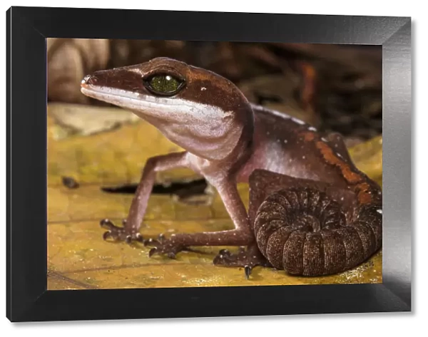 Cat gecko (Aeluroscalabotes felinus) with coiled tail, Sarawak, Malaysian Borneo
