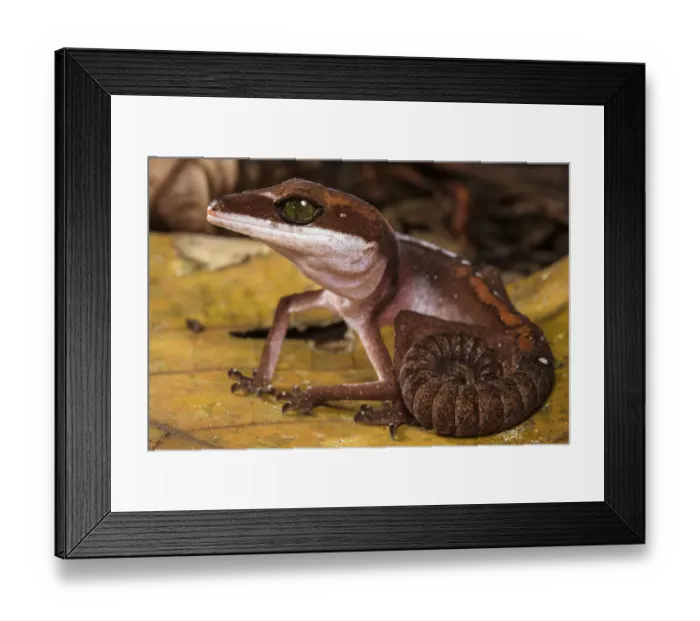 Framed Print : Cat gecko (Aeluroscalabotes felinus) with coiled tail, Sarawak, Malaysian Borneo