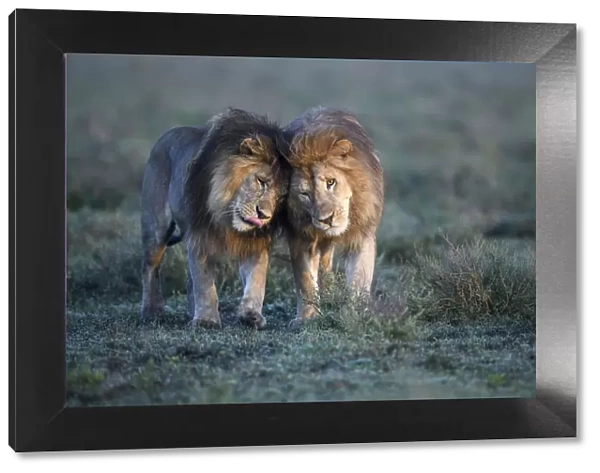 Lions (Panthera leo) - two brothers patrolling territorial boundary, affectionate behaviour