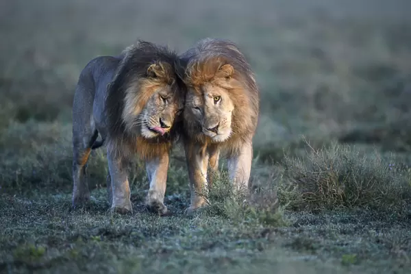 Lions (Panthera leo) - two brothers patrolling territorial boundary, affectionate behaviour