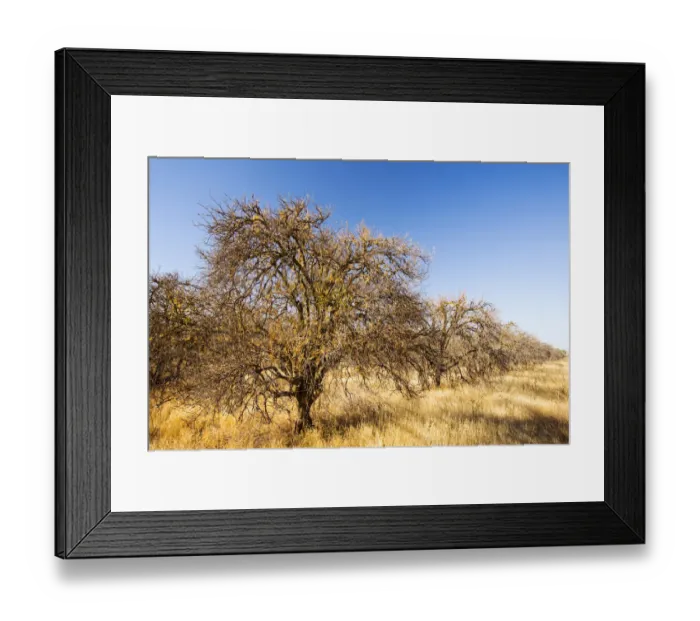 Framed Print : Abandoned dead and dying Orange trees that no longer have water to irrigate them near Bakersfield Framed Print : Abandoned dead and dying Orange trees that no longer have water to irrigate them near Bakersfield