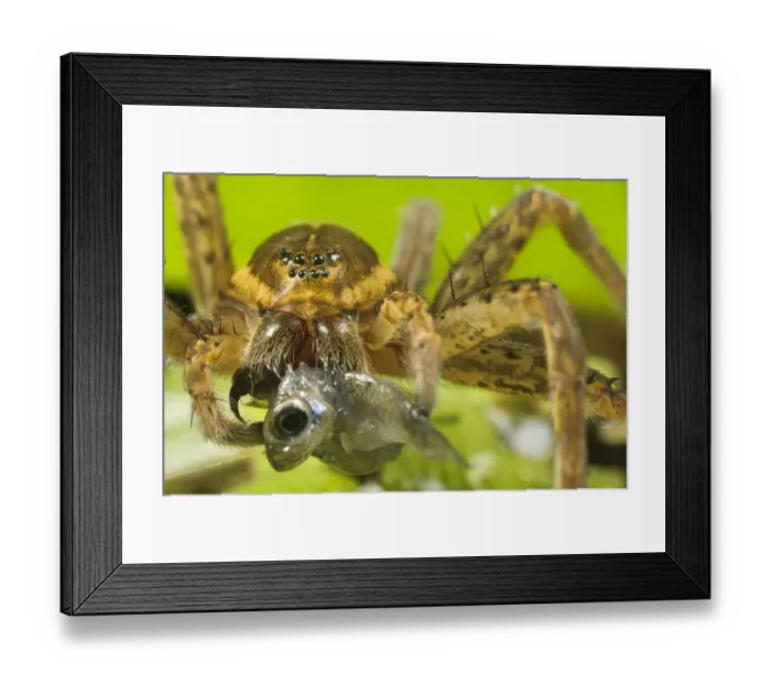Framed Print : Great Fen / Raft spider (Dolomedes plantarius), adult female eating an invasive species of fish Framed Print : Great Fen / Raft spider (Dolomedes plantarius), adult female eating an invasive species of fish