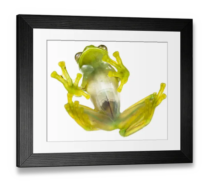 Framed Print : Glass frog (Rulyrana spiculata) ventral / underside view, Cosnipata Valley, Peru Framed Print : Glass frog (Rulyrana spiculata) ventral / underside view, Cosnipata Valley, Peru