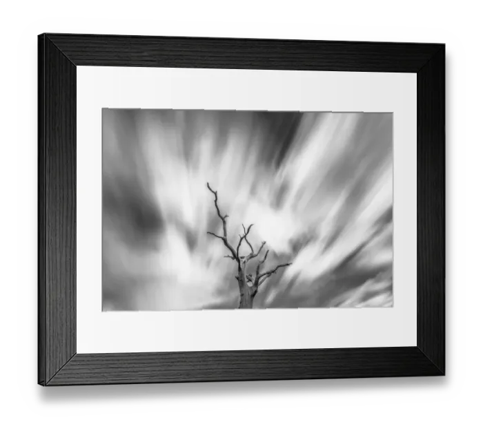 Framed Print : Black and white image of English oak tree (Quercus robur) with long exposure of wind blown clouds Framed Print : Black and white image of English oak tree (Quercus robur) with long exposure of wind blown clouds