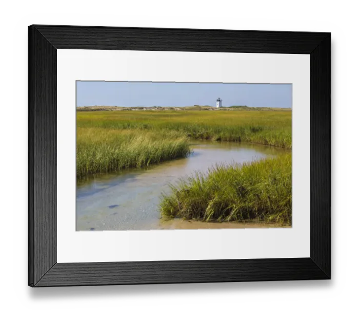 Framed Print : Salt marsh cord grass (Spartina alterniflora) on shore of Cape Cod, with Long Point Framed Print : Salt marsh cord grass (Spartina alterniflora) on shore of Cape Cod, with Long Point
