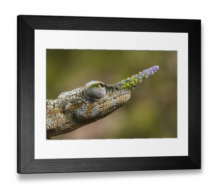 Framed Print : Lance-nosed chameleon (Calumma gallus), Andasibe-Mantadia National Park. Madagascar Framed Print : Lance-nosed chameleon (Calumma gallus), Andasibe-Mantadia National Park. Madagascar