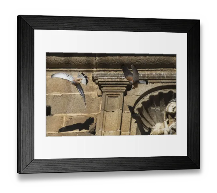 Framed Print : Two male Lesser kestrels (Falco naumanni) in pursuit flight, one driving off Framed Print : Two male Lesser kestrels (Falco naumanni) in pursuit flight, one driving off