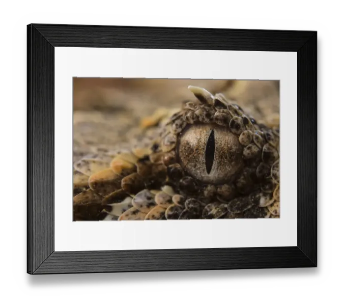 Framed Print : Horned adder (Bitis caudalis) close up of eye, Brandberg area, Namibia