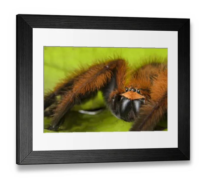Framed Print : Huntsman spider (Megaloremmius leo) Andasibe, Madagascar. Endemic species Framed Print : Huntsman spider (Megaloremmius leo) Andasibe, Madagascar. Endemic species