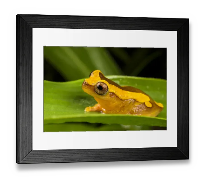 Framed Print : Clown frog (Dendropsophus leucophyllatus), Villa Carmen Biological Station, Peru Framed Print : Clown frog (Dendropsophus leucophyllatus), Villa Carmen Biological Station, Peru