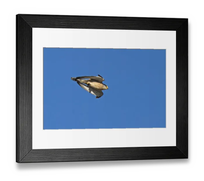 Framed Print : Lesser kestrel (Falco naumanni) male flying past during courtship with Mole cricket in its talons Framed Print : Lesser kestrel (Falco naumanni) male flying past during courtship with Mole cricket in its talons