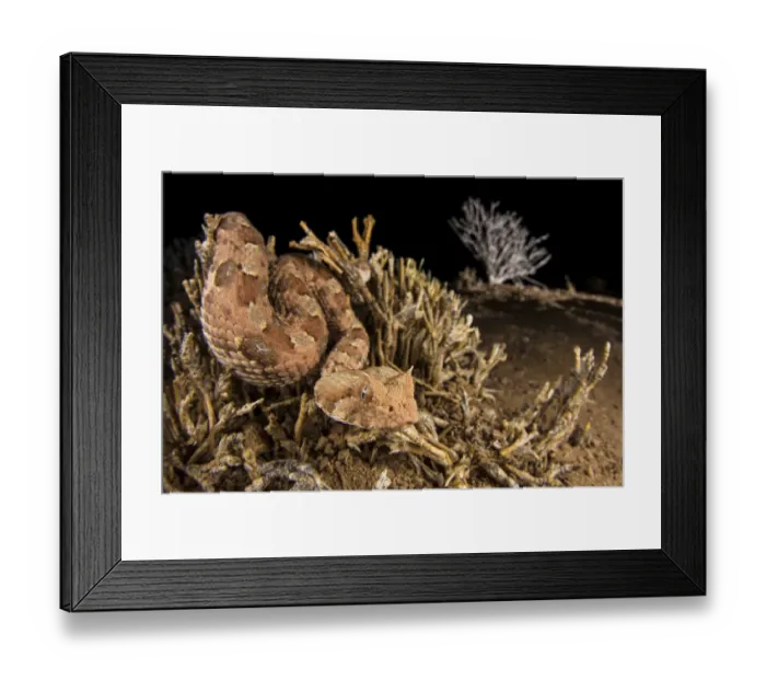 Framed Print : Horned adder (Bitis caudalis) waiting for a passing prey into the Namib Desert, Brandberg Framed Print : Horned adder (Bitis caudalis) waiting for a passing prey into the Namib Desert, Brandberg