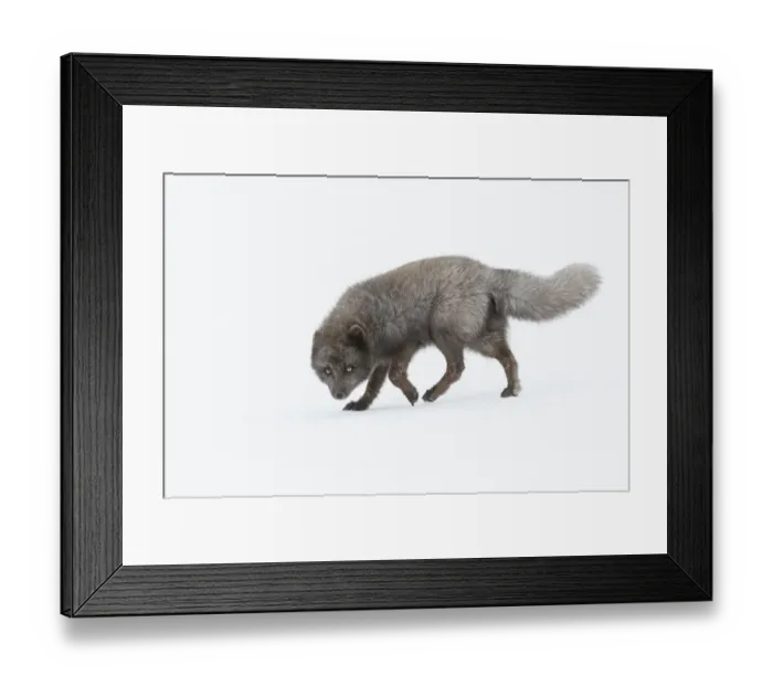 Framed Print : RF - Arctic fox (Vulpes lagopus) male, blue colour morph. Hornstrandir Nature Reserve, Iceland Framed Print : RF - Arctic fox (Vulpes lagopus) male, blue colour morph. Hornstrandir Nature Reserve, Iceland