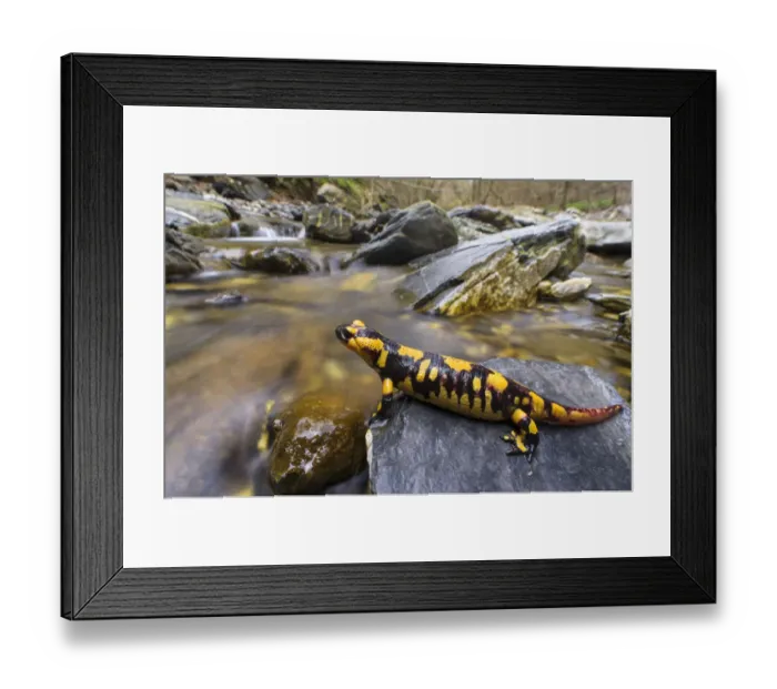 Framed Print : Fire salamander (Salamandra salamandra) female almost ready to give birth to her Framed Print : Fire salamander (Salamandra salamandra) female almost ready to give birth to her