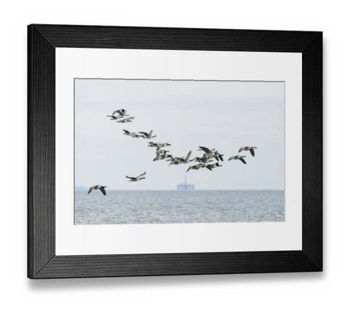 Framed Print : Canada geese (Branta canadensis) flock in flight, Moray Firth, Highlands, Scotland. June Framed Print : Canada geese (Branta canadensis) flock in flight, Moray Firth, Highlands, Scotland. June