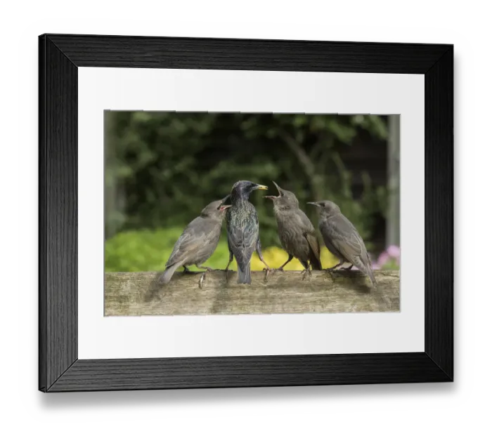 Framed Print : RF - Starling (Sturnus vulgaris) feeding fledgling chicks in urban garden. Greater Manchester, UK Framed Print : RF - Starling (Sturnus vulgaris) feeding fledgling chicks in urban garden. Greater Manchester, UK