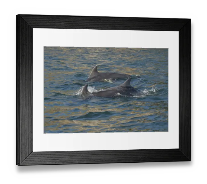 Framed Print : Bottlenose dolphin (Tursiops truncatus) at surface, Moray Firth, Highlands, Scotland. May Framed Print : Bottlenose dolphin (Tursiops truncatus) at surface, Moray Firth, Highlands, Scotland. May
