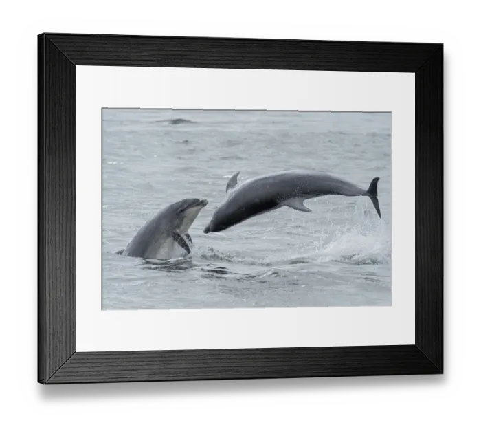 Framed Print : RF - Bottlenose dolphins (Tursiops truncatus) porpoising, Chanonry Point, Moray Firth Framed Print : RF - Bottlenose dolphins (Tursiops truncatus) porpoising, Chanonry Point, Moray Firth