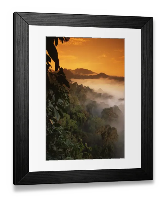 Framed Print : RF- Sunrise and mist over lowland dipterocarp rainforest. Danum valley, Sabah, Borneo Framed Print : RF- Sunrise and mist over lowland dipterocarp rainforest. Danum valley, Sabah, Borneo