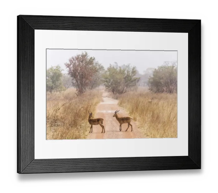 Framed Print : Buffons kob (Kobus Kob) on track in Pendjari National Park, Benin Framed Print : Buffons kob (Kobus Kob) on track in Pendjari National Park, Benin