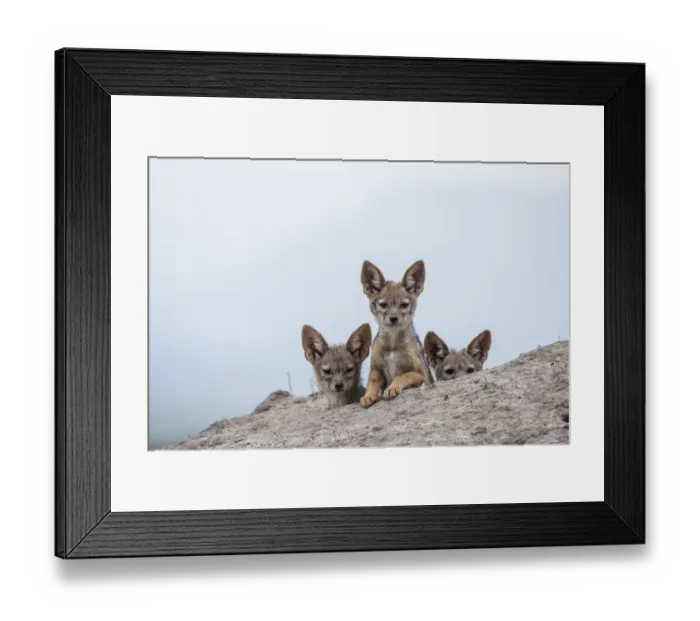 Framed Print : Black-backed jackal (Canis mesomelas) three cubs at the den, Masai-Mara Game Reserve Framed Print : Black-backed jackal (Canis mesomelas) three cubs at the den, Masai-Mara Game Reserve