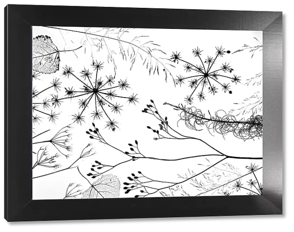 RF - Delicate grass and flowers silhouetted black against white background
