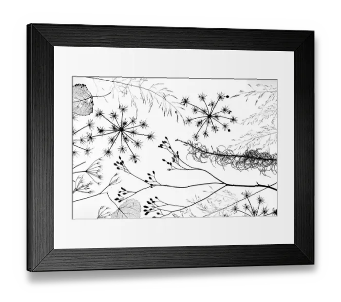 Framed Print : RF - Delicate grass and flowers silhouetted black against white background Framed Print : RF - Delicate grass and flowers silhouetted black against white background