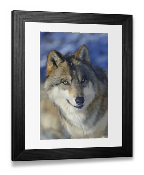 Framed Print : North-western wolf (Canis lupus occidentalis) portrait, captive occurs in northwestern USA Framed Print : North-western wolf (Canis lupus occidentalis) portrait, captive occurs in northwestern USA