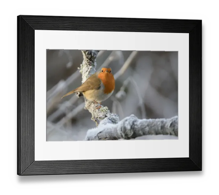 Framed Print : European robin (Erithacus rubecula) perched on a hoar frosted branch on a cold winter morning Framed Print : European robin (Erithacus rubecula) perched on a hoar frosted branch on a cold winter morning