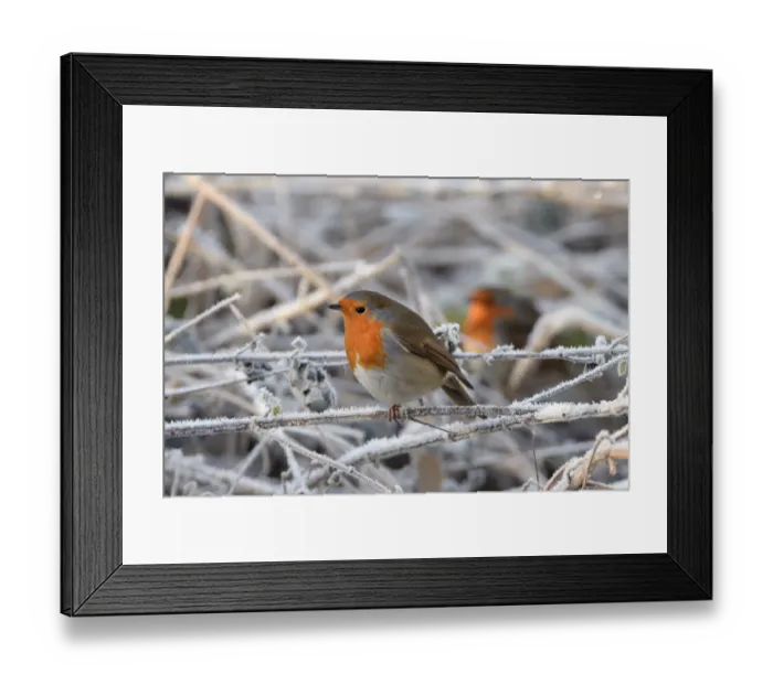 Framed Print : Two European robins (Erithacus rubecula) perched among hoar frosted vegetation Framed Print : Two European robins (Erithacus rubecula) perched among hoar frosted vegetation