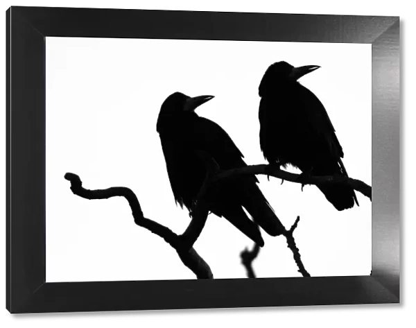 Two Rooks (Corvus frugilegus) silhouetted as they perch on a tree branch at their