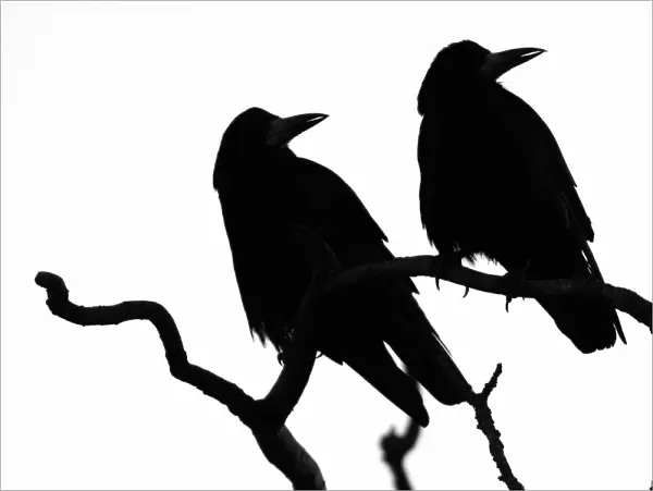 Two Rooks (Corvus frugilegus) silhouetted as they perch on a tree branch at their