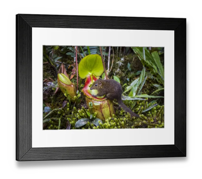 Framed Print : Mountain tree shrew (Tupaia montana) feeding on nectar secreted by the endemic Pitcher Plant Framed Print : Mountain tree shrew (Tupaia montana) feeding on nectar secreted by the endemic Pitcher Plant