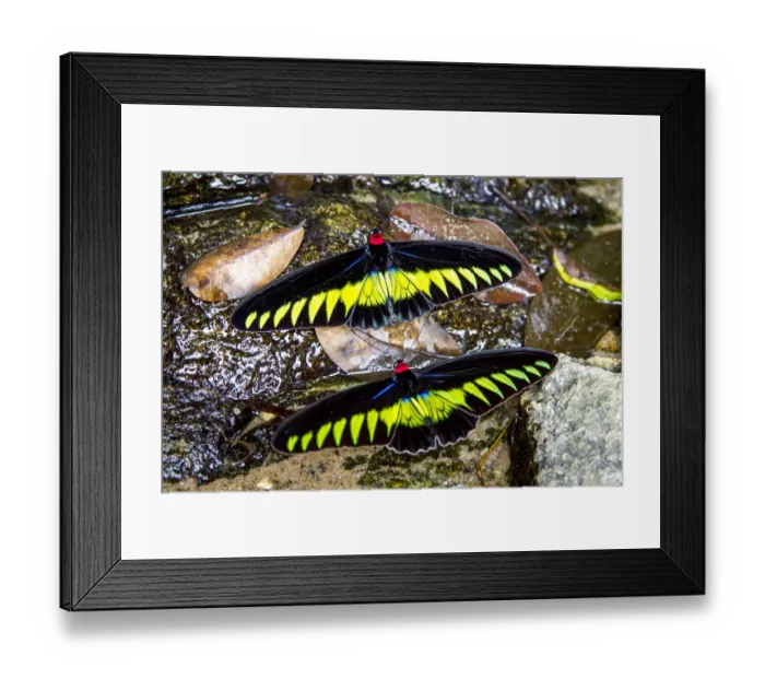 Framed Print : Raja Brookes Birdwing Butterfly (Trogonoptera brookiana), Borneo Framed Print : Raja Brookes Birdwing Butterfly (Trogonoptera brookiana), Borneo
