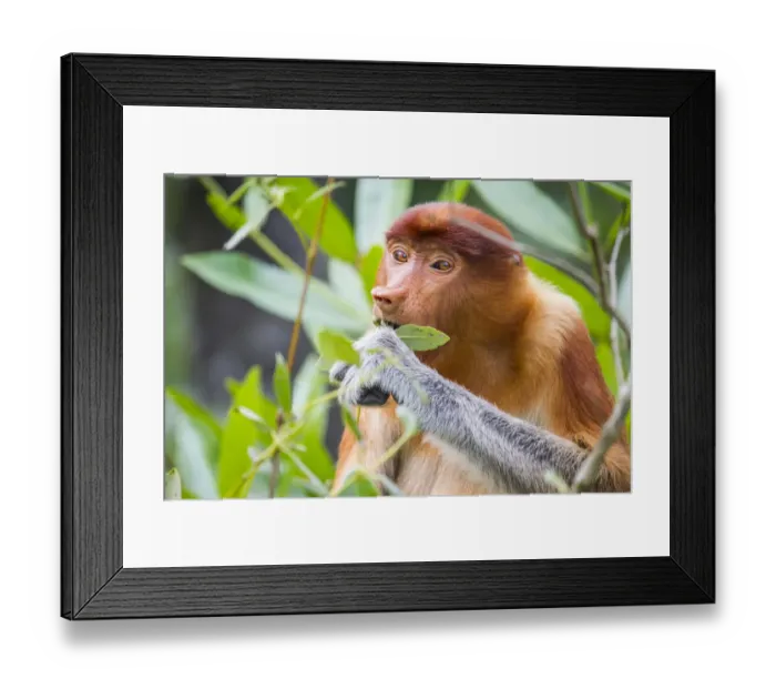 Framed Print : Proboscis monkey (Nasalis larvatus) female feeding, Kinabatangan River, Sabah, Borneo