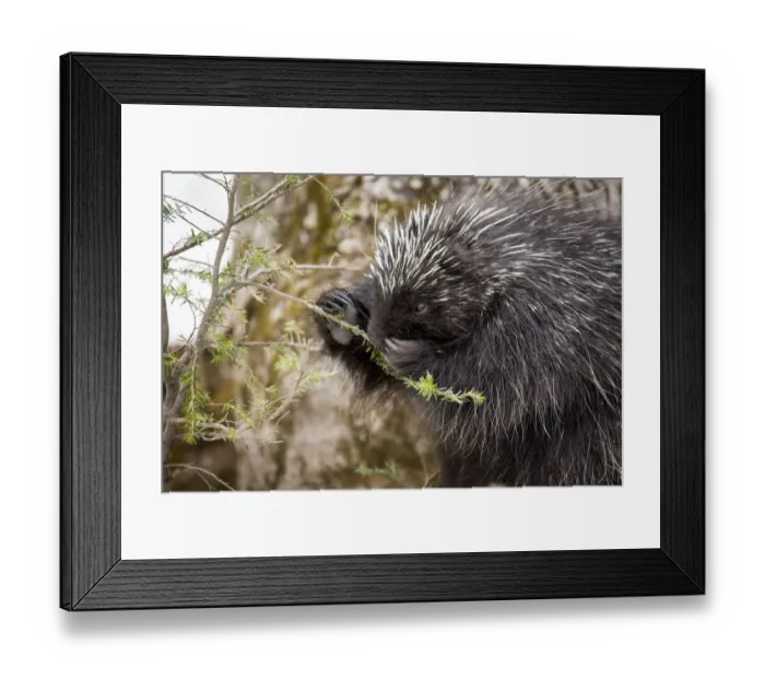 Framed Print : North American porcupine (Erethizon dorsatum), feeding on a young spruce tree. Vermont, USA