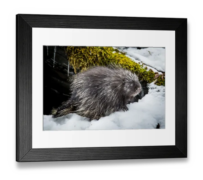 Framed Print : North American porcupine (Erethizon dorsatum), leaving its rocky den, Vermont, USA Framed Print : North American porcupine (Erethizon dorsatum), leaving its rocky den, Vermont, USA