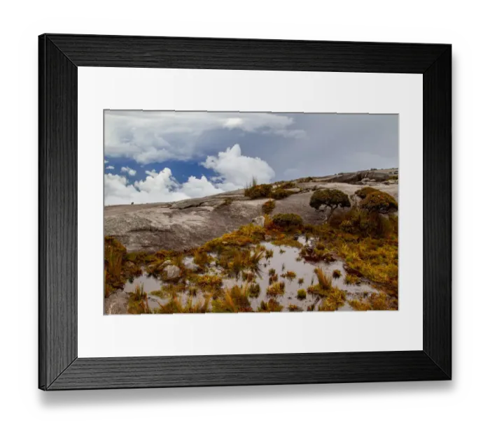 Framed Print : Sub-alpine vegetation on the granite rock close to the summit of Mount Kinabalu, Borneo Framed Print : Sub-alpine vegetation on the granite rock close to the summit of Mount Kinabalu, Borneo