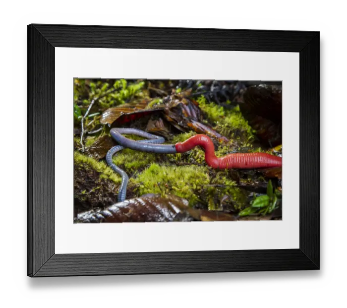 Framed Print : Kinabalu giant red leech (Mimobdella buettikoferi) feeding on Kinabalu giant earthworm Framed Print : Kinabalu giant red leech (Mimobdella buettikoferi) feeding on Kinabalu giant earthworm